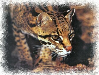 Ocelot Wallpaper