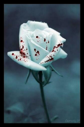 Rose Wallpaper Bloody