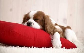 Fonds D Cran HD Cavalier King Charles Spaniel