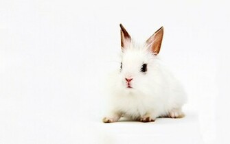 White Rabbit Wallpaper