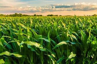 Illinois Corn Field Wallpaper