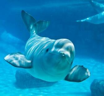 Beluga Whale Wallpaper