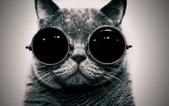 Cute Cat With Sunglasses Wallpaper