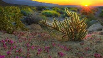 Sunrise Spring California Parks Wallpaper