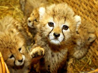 Cute Animal Wallpaper For Desktop