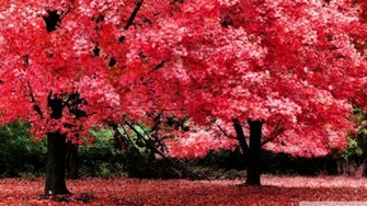 Pink Autumn Foliage Wallpaper