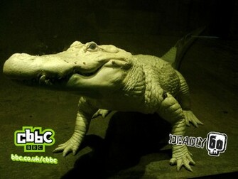 This White Alligator Wallpaper