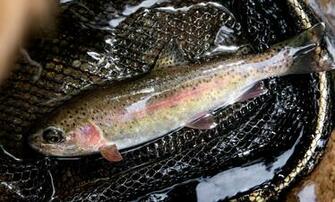 First Fish On My Tenkara Rod And Diy Ultralight Net Wild