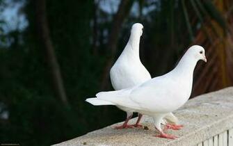 All Wallpaper Pigeon Birds