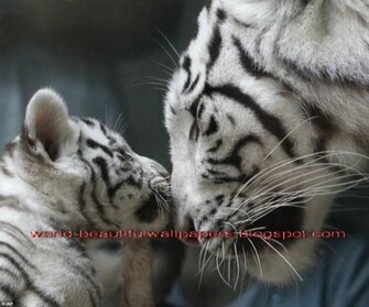 Beautiful Wallpaper White Bengal Tiger Pictures
