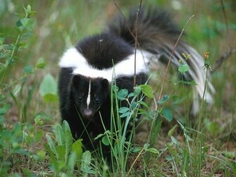 Skunk Wallpaper Background