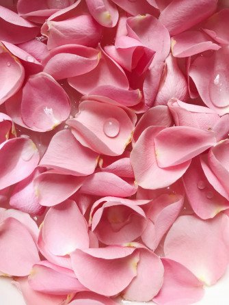 Rose Aesthetic Wallpaper
