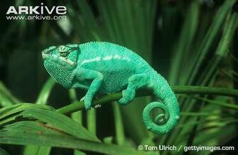 Male Panther Chameleon Furcifer Pardalis HD Walls Find Wallpaper