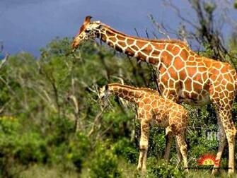 Best Animal Zoo Wallpaper