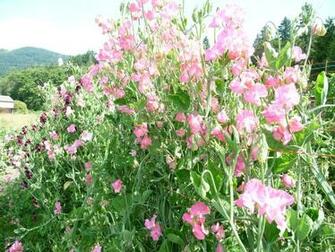 HD Wallpaper Sweet Pea
