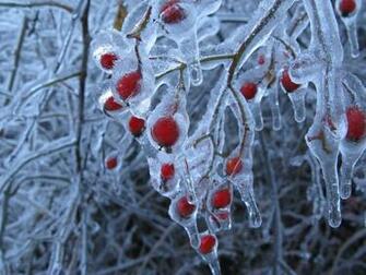 Ice Storm Both Deadly And Beautiful Negative99