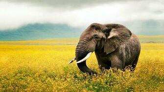 Baby Elephant Wallpaper For Desktop Background