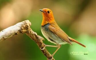 Wildlife Wallpaper Birds Image