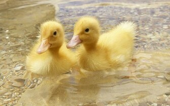 Duckling Wallpaper