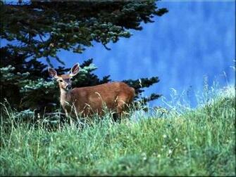 Mule Deer Wallpaper Background