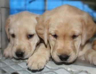 Yellow Labrador Retriever Puppies