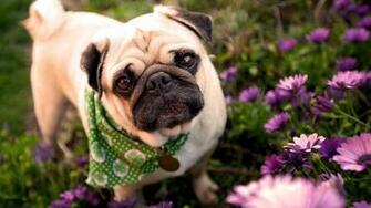 Cute Pug Puppies Wallpaper Image HD