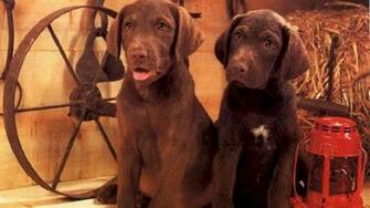 Chocolate Lab Wallpaper