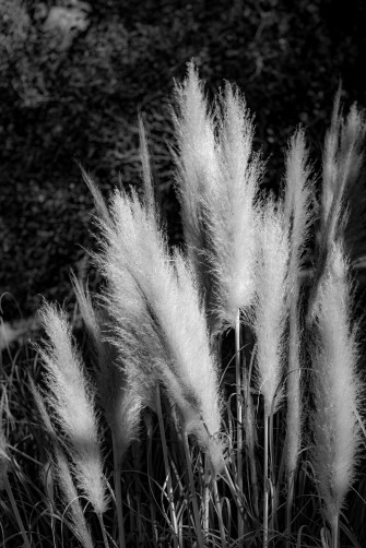 Pampas Grass Wallpaper