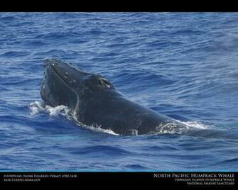 Hawaiihumpbackwhale Noaa Gov Imagery Wallpaper Wallpaper15 Html
