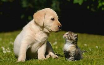 Love Care And Friendship Amazing Wallpaper HD Rocks
