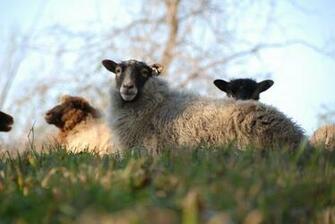 Pics Photos Sheep Background Wallpaper