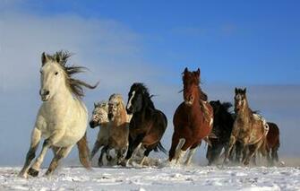 Wallpaper Sky Animals Nature Dom Snow Wildlife Wild
