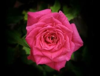 Pink Roses Wallpaper