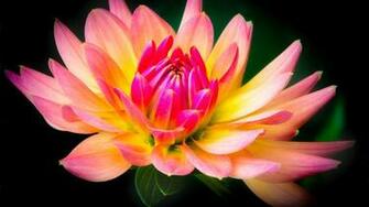 Dahlia Wallpaper