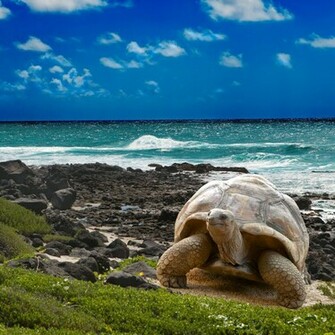 Giant Tortoise Ecuador Animal Lovers Wallpaper