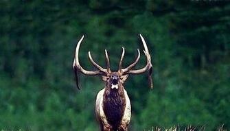 Elk Background Pictures Good Of That You Can Use As A