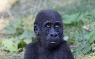 Gorilla 1080p 2k 4k Full HD Wallpaper