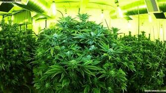 Marijuana Weed Ganja J Wallpaper