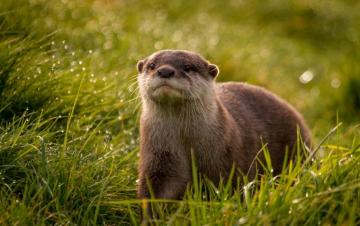 Otter Wallpaper For Your Desktop