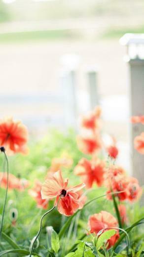 Wallpaper Details File Name Beautiful iPhone Uploaded By