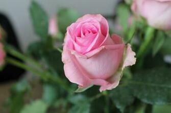 Flower Flowers Green Leaves Nature Pink Rose Roses White