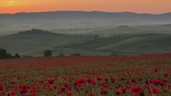 Sunrise Nature Italy Poppy Crete Tuscany Wallpaper