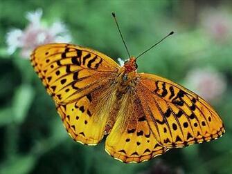 Wallpaper Green Butterfly World