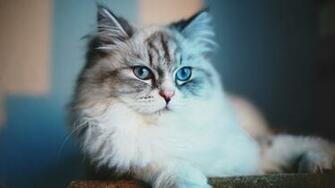 Sweet Cat HD Wallpaper Wallpaperfx