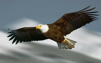 Animal Bald Eagle Wallpaper