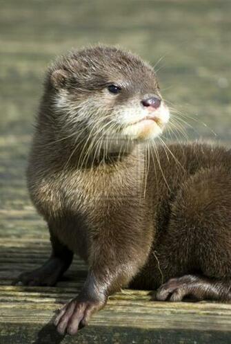 Cute Otter Drawing HD Wallpaper Background Image