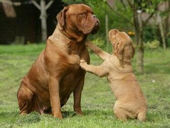 Names Bordeaux Mastiff French Bordeauxdog Height Male Weight