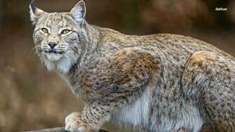 Bobcat Wallpaper Animal