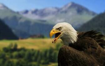 High Resolution Desktop Wallpaper Bald Eagle By Robin Kamp
