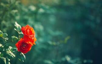 Red Rose Wallpaper HD Pictures Live Hq